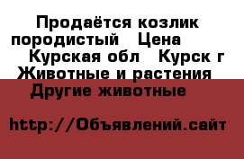 Продаётся козлик породистый › Цена ­ 1 000 - Курская обл., Курск г. Животные и растения » Другие животные   